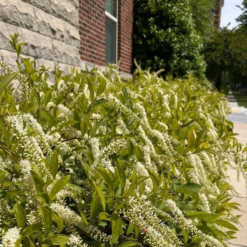 Virginia Sweetspire