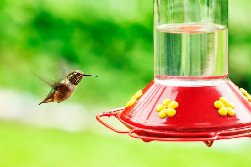 Visibility can help hummingbirds find and revisit a feeder