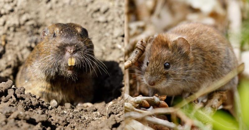 Voles offer a clearer hunting opportunity than underground pocket gophers