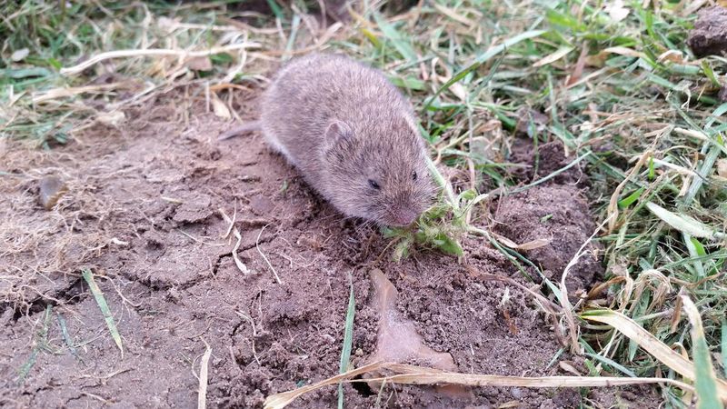 Voles