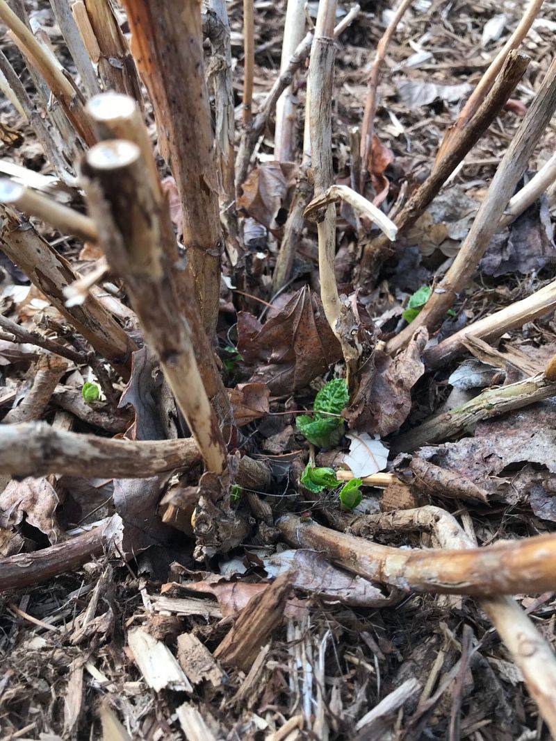 Wait for Spring Growth to Identify Dead Wood