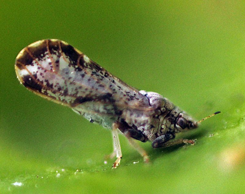 Wait for confirmation before choosing pest control Wait for confirmation before choosing pest control