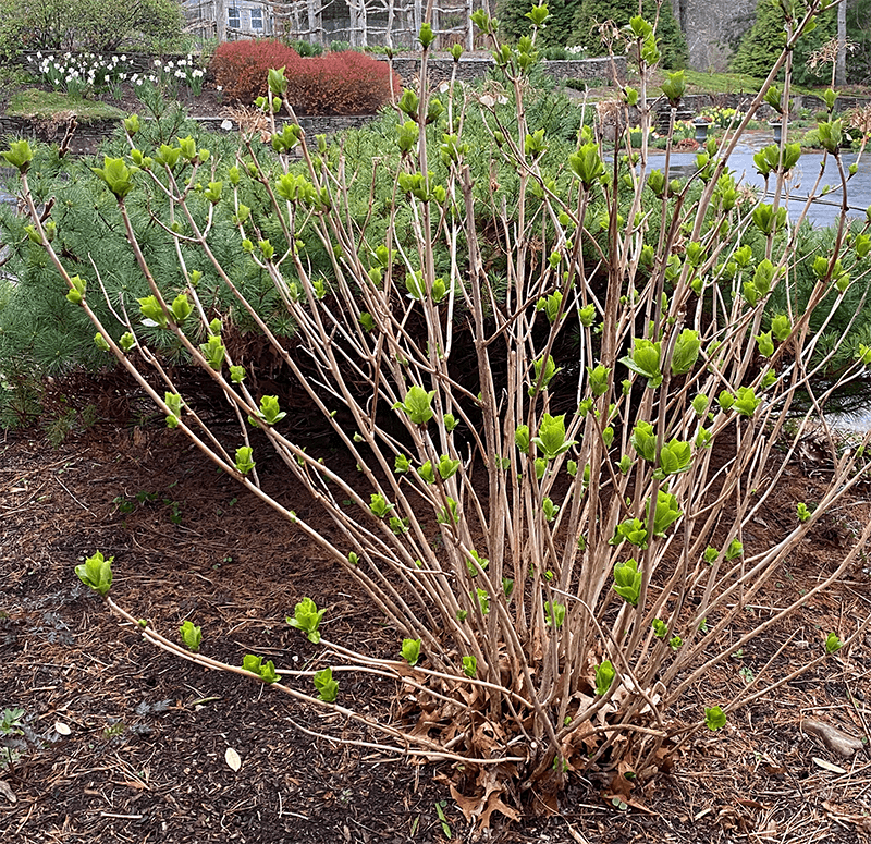 Wait for spring growth before removing freeze-damaged stems