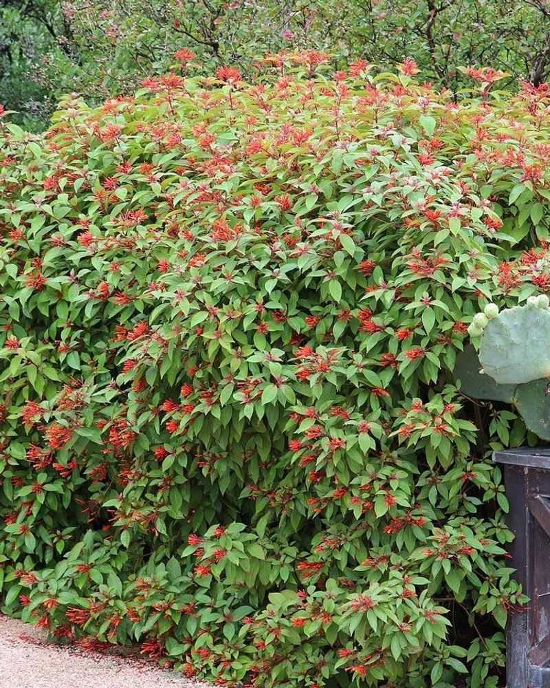 Wait until flowering eases for substantial shaping