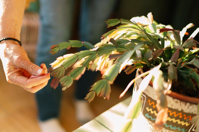 Wait until flowering ends before you repot