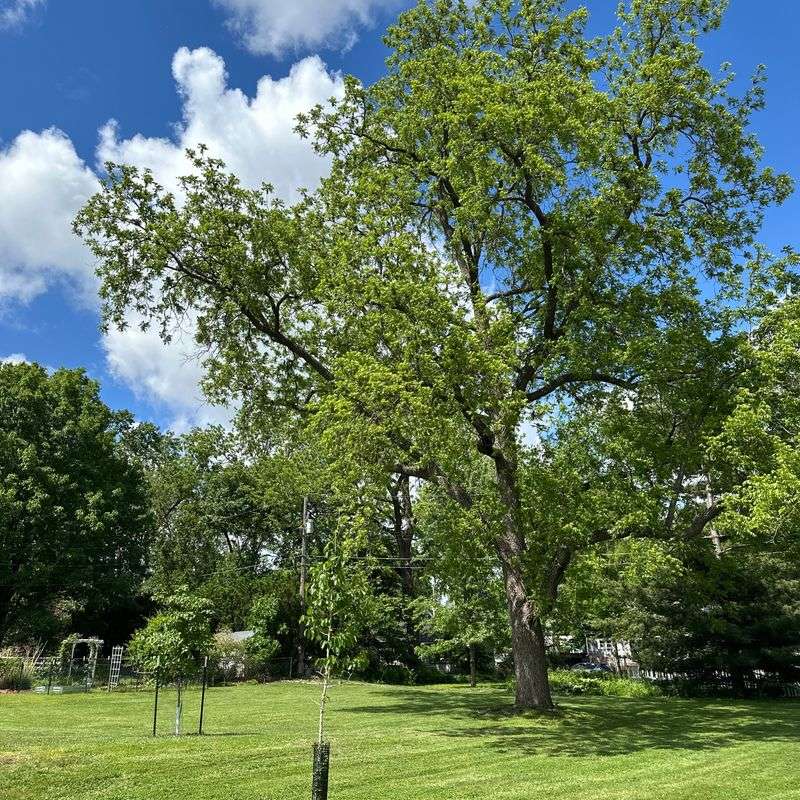 Walnut Trees