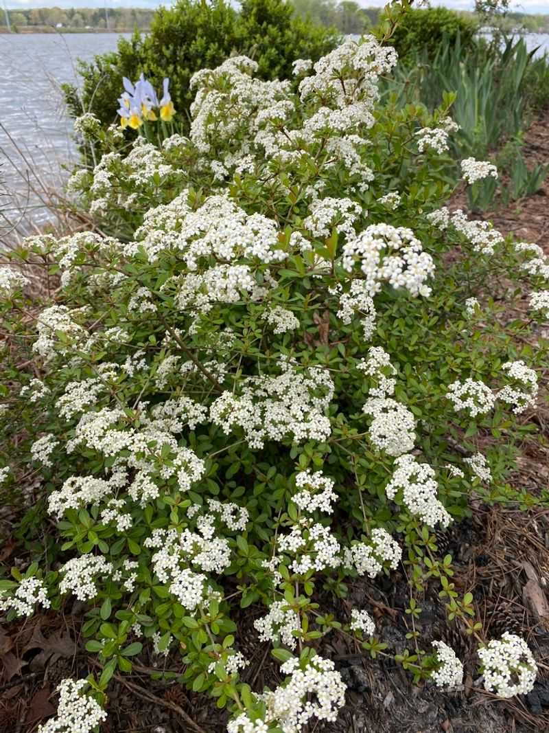 Walter's Viburnum Walter's Viburnum