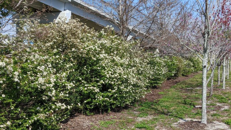 Walter's Viburnum
