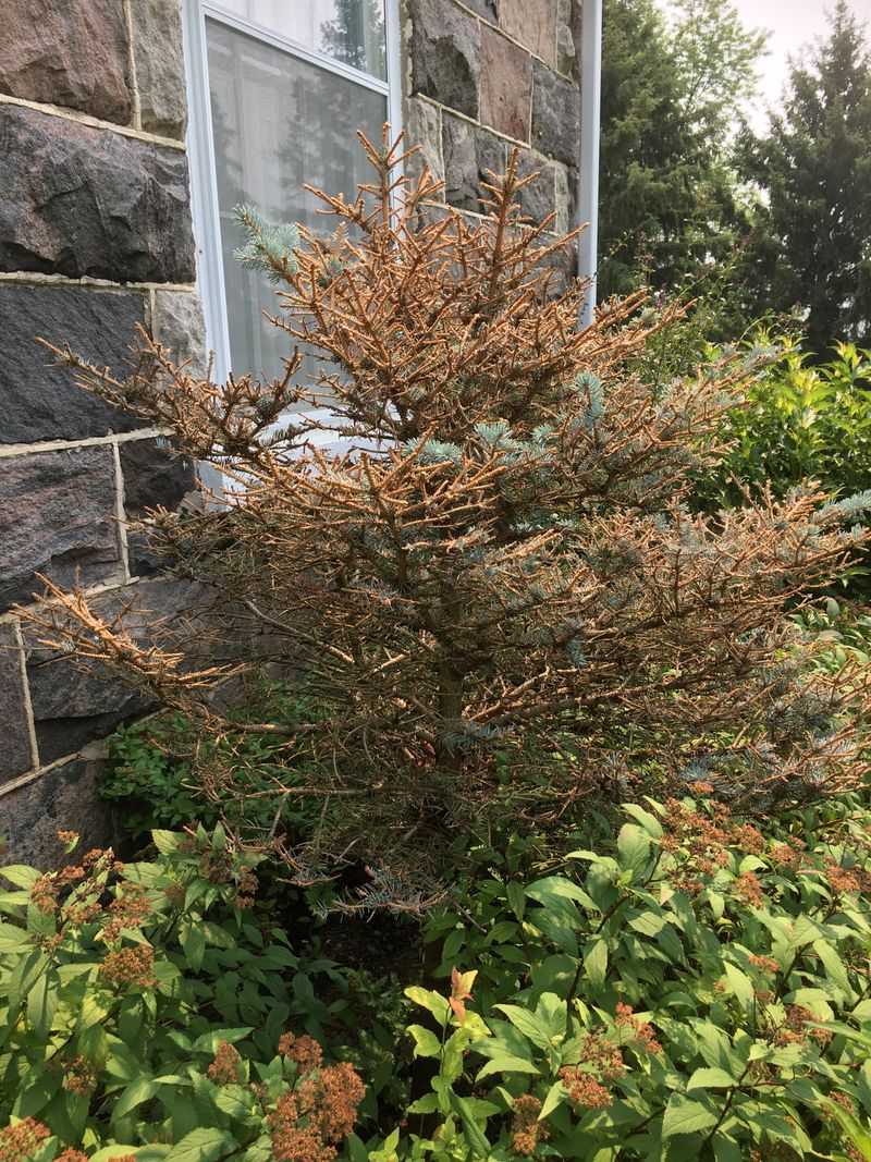 Walter's Viburnum