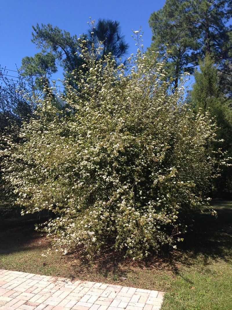Walter's Viburnum