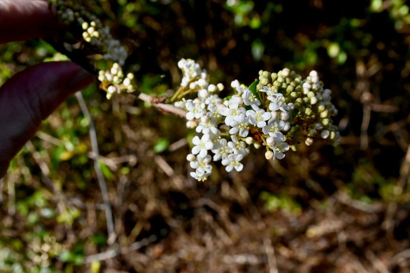 Walter's Viburnum Walter's Viburnum