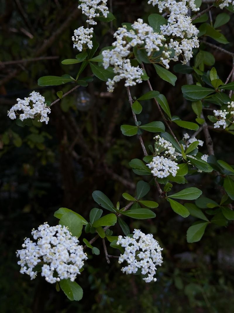 Walter's Viburnum