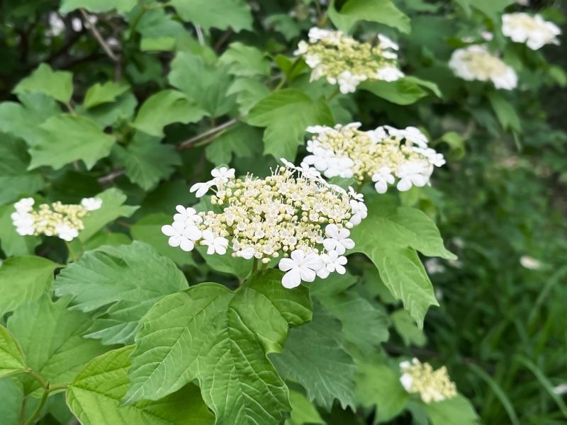 Walter's Viburnum Walter's Viburnum