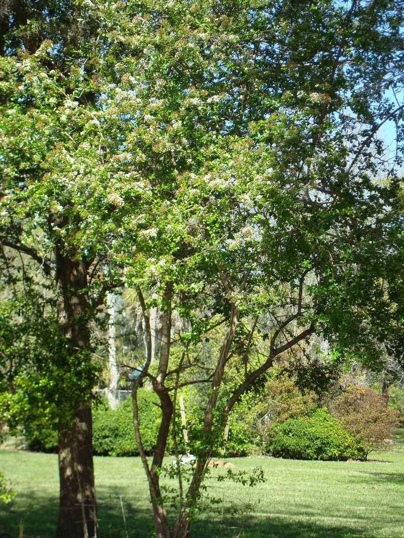 Walter's Viburnum
