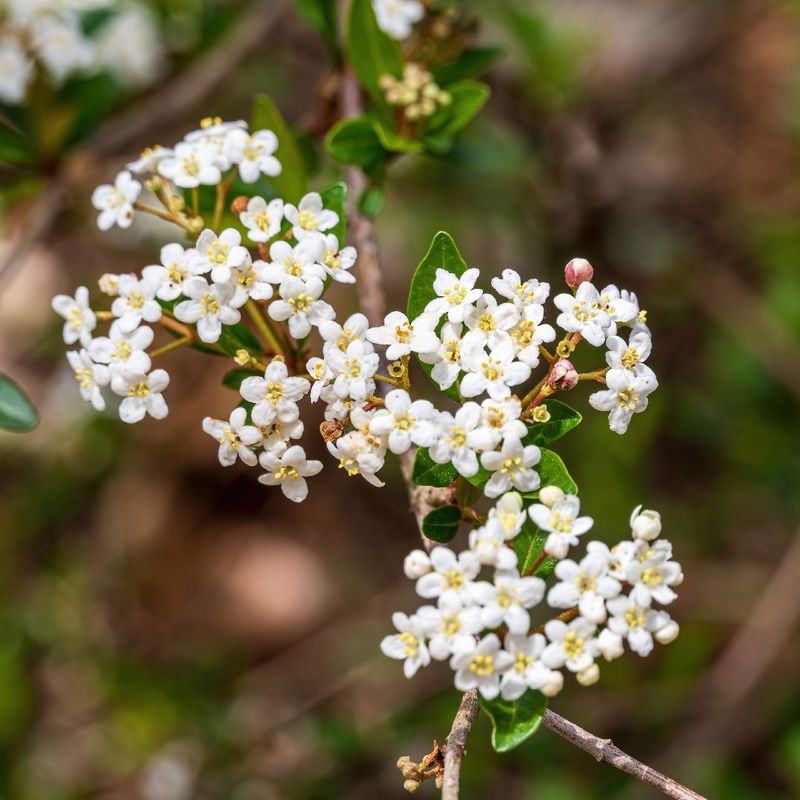 Walter's Viburnum