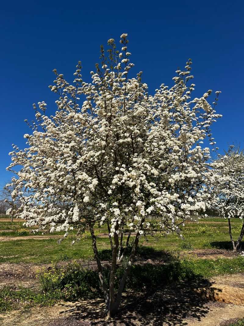 Walter’s Viburnum Tree Form