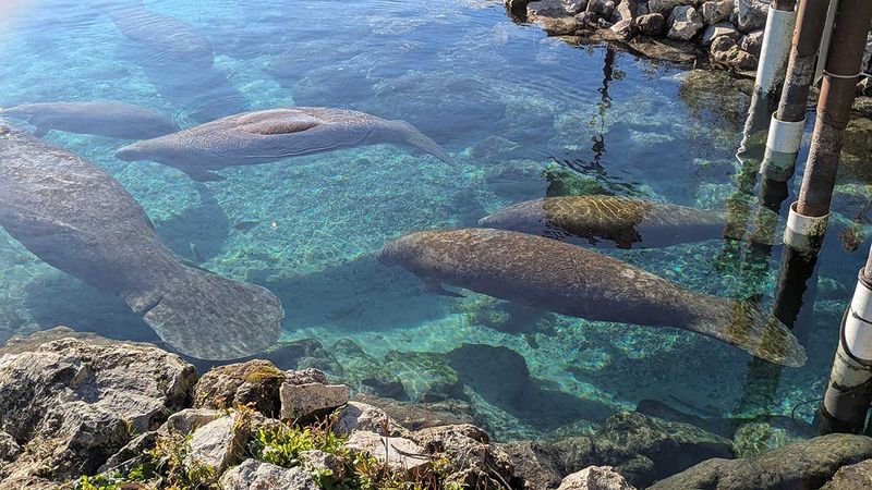 Warm, Shallow Water Along the Shoreline