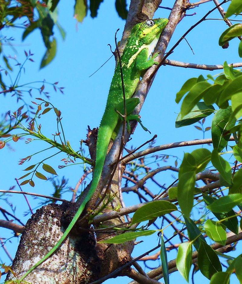Warm Weather and Higher Perches Can Hide Them Warm Weather and Higher Perches Can Hide Them