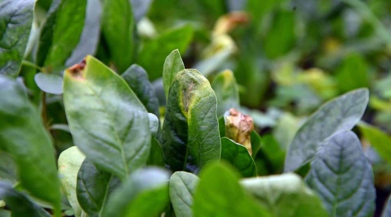 Warm nights may add heat stress, but they do not diagnose yellowing