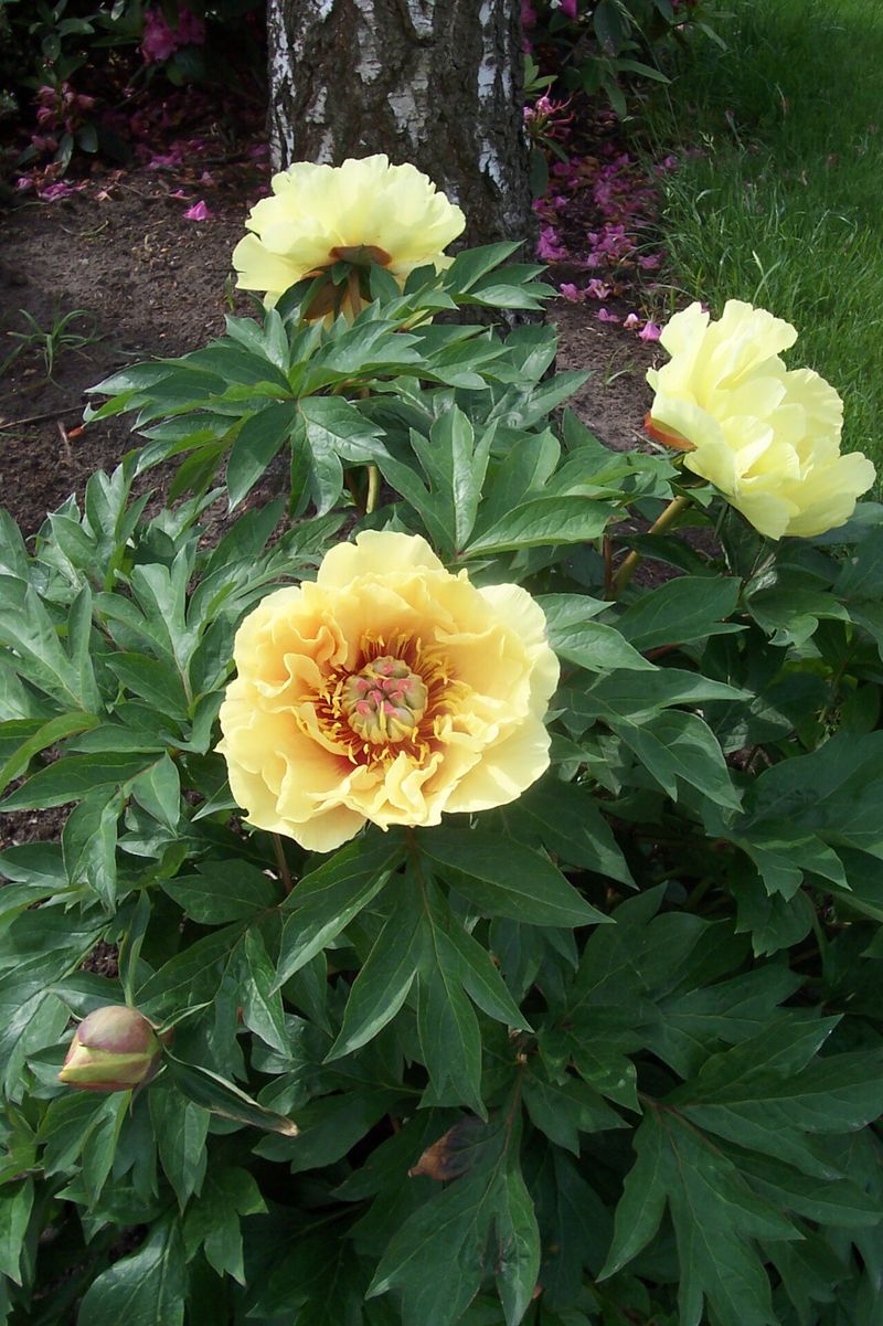 Warm-region gardeners should verify local suitability