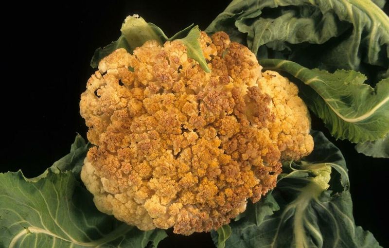 Warm weather can disrupt curd development during a Southern fall Warm weather can disrupt curd development during a Southern fall