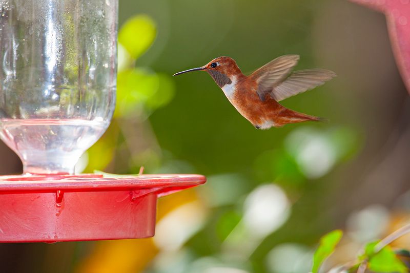 Warm weather makes feeder upkeep more urgent Warm weather makes feeder upkeep more urgent