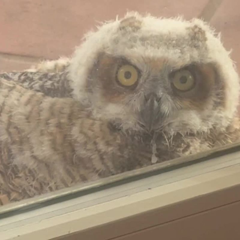 Watch Quietly and Leave the Owl in Control of the Encounter
