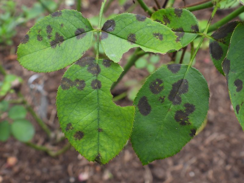 Watch for Black Spot and Act Early