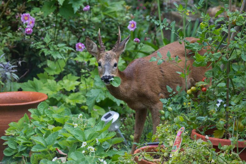 Watch for Deer and Rabbit Damage Watch for Deer and Rabbit Damage