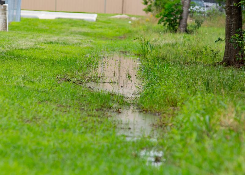 Watch the Soil and Drainage After Heavy Rain