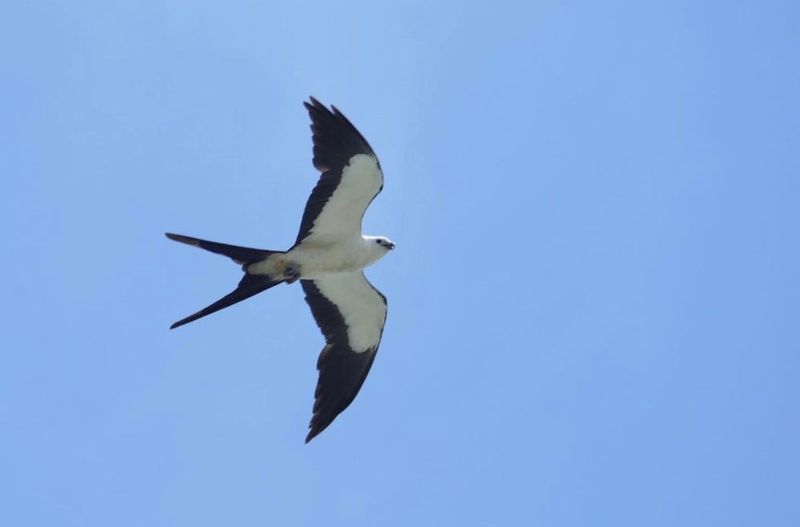 Watch the flight without disturbing the birds