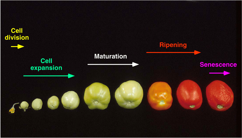 Watch the tiny ovary for fruit-set progress