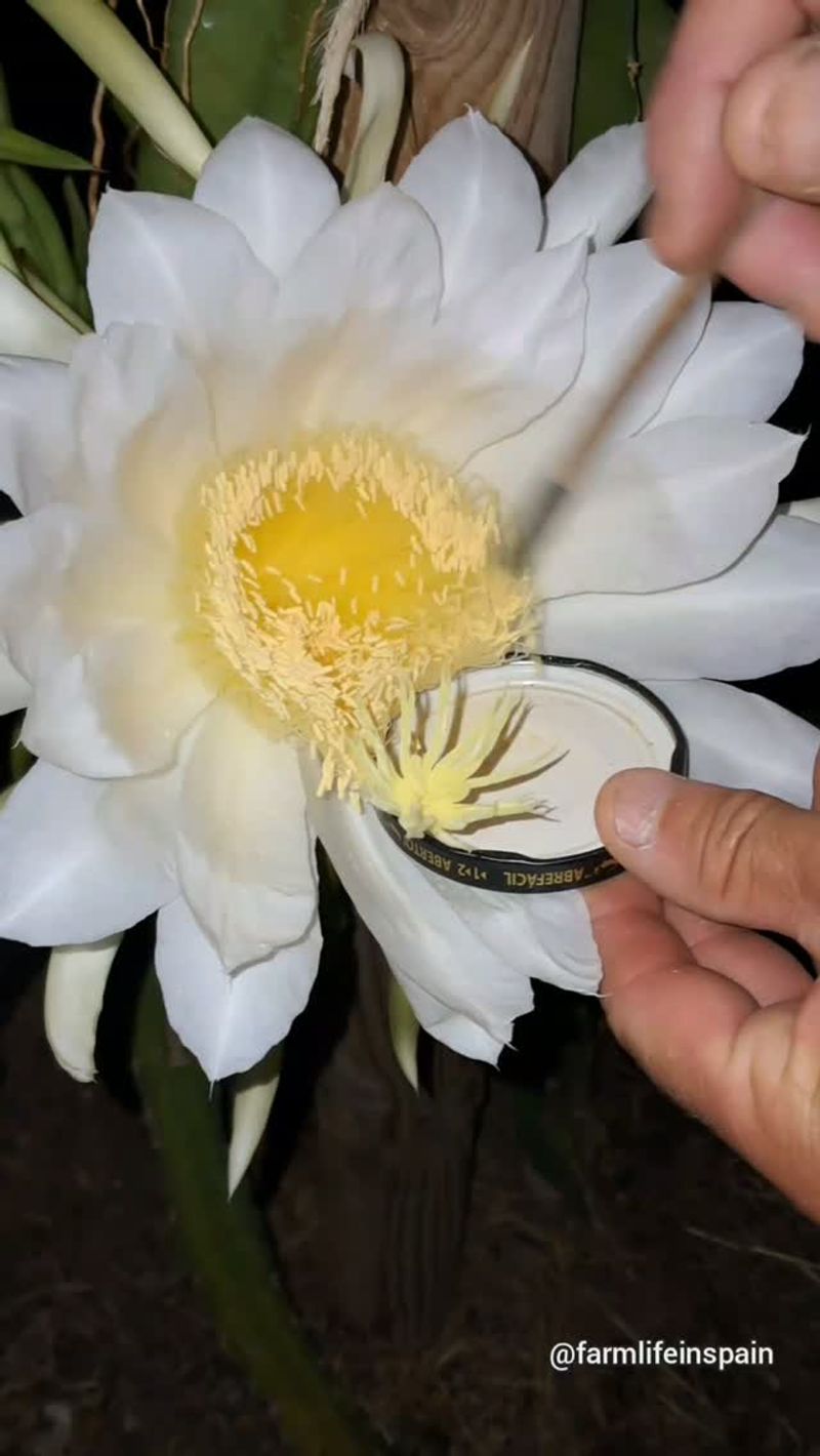 Water Deliberately and Plan for Night-Blooming Flowers