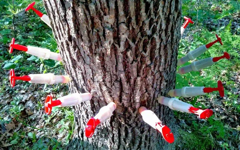 Water Establishment and Avoid Oak-Wilt Wounds Water Establishment and Avoid Oak-Wilt Wounds