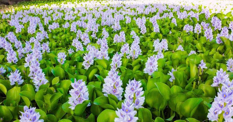 Water Hyacinth Water Hyacinth