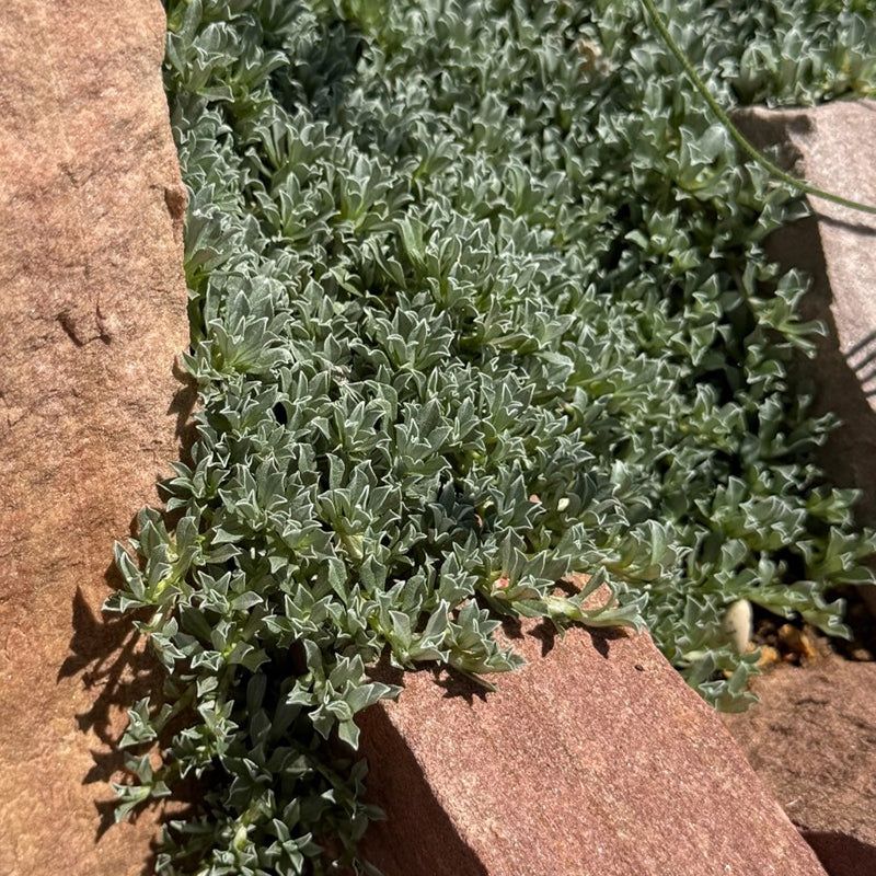 Water New Plants Without Keeping the Bed Wet