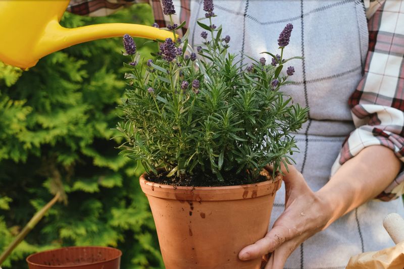 Water according to the potting mix