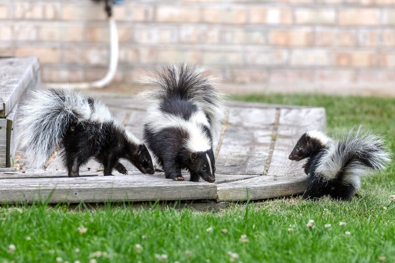 Water and cover can provide attractants or shelter