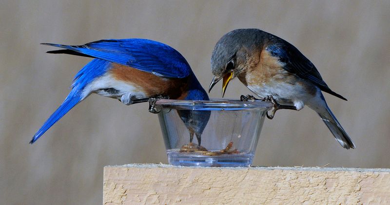 Water and mealworms can support the habitat, but neither replaces it