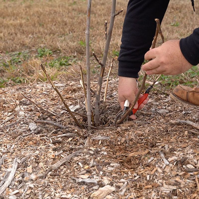 Water and mulch by soil conditions, not the calendar