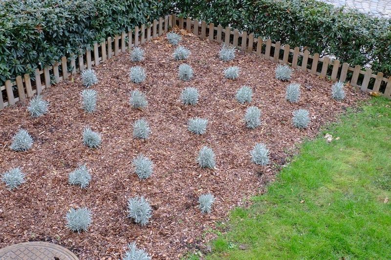 Water and mulch during establishment