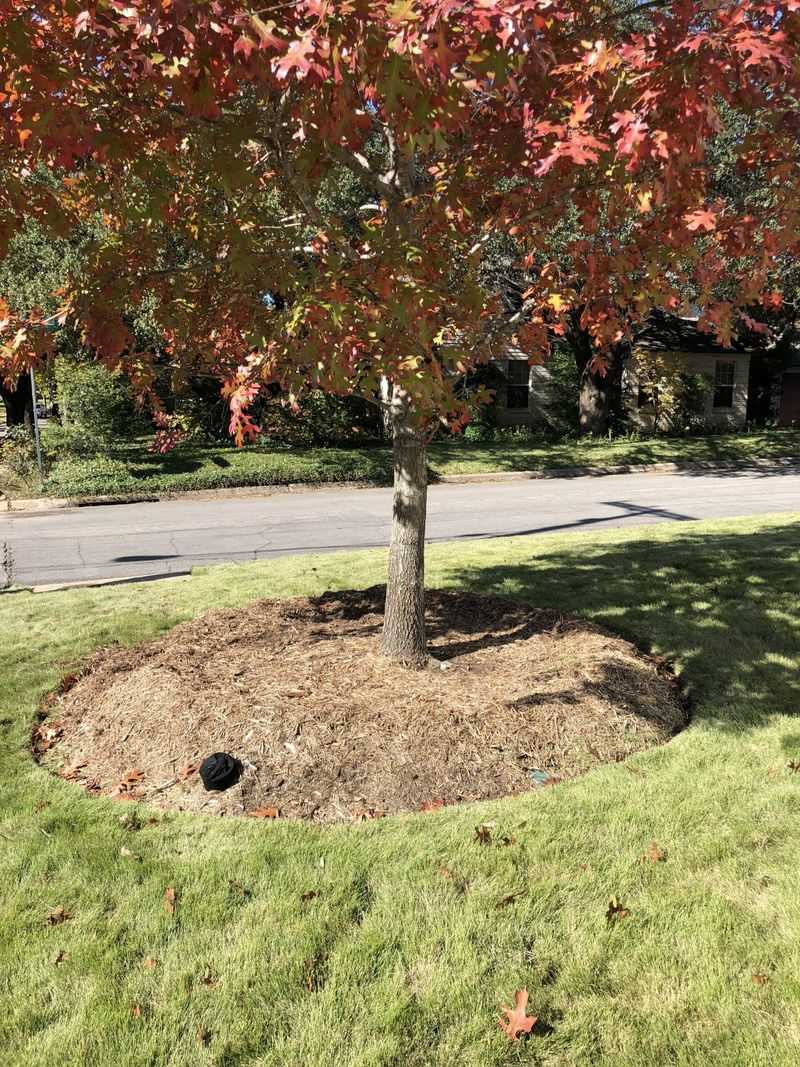 Water and mulch through the establishment years