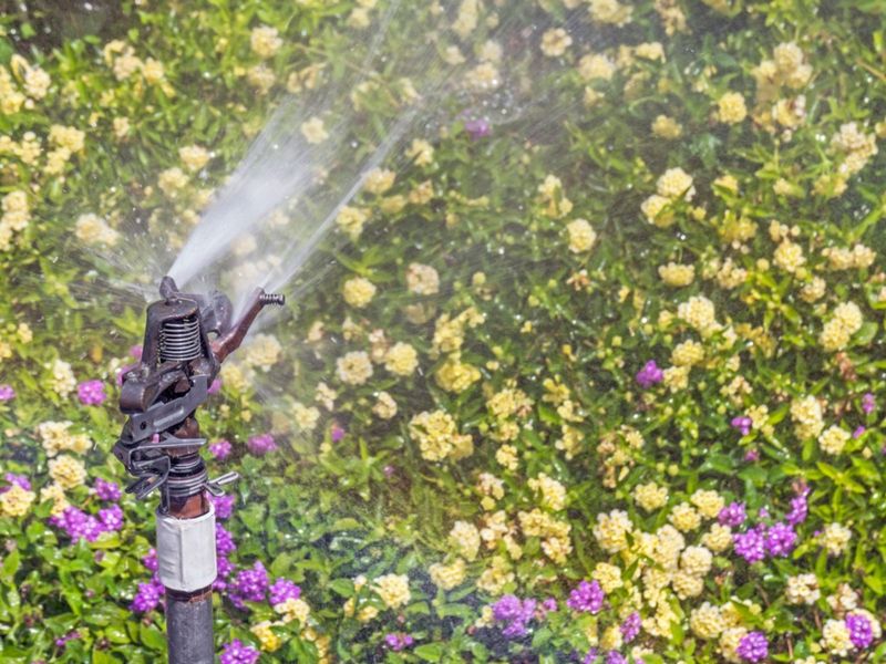 Water carefully and skip the bloom-forcing routine Water carefully and skip the bloom-forcing routine