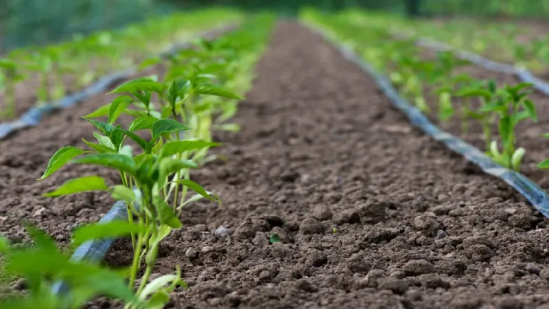 Water deeply when dry weather stresses the root zone