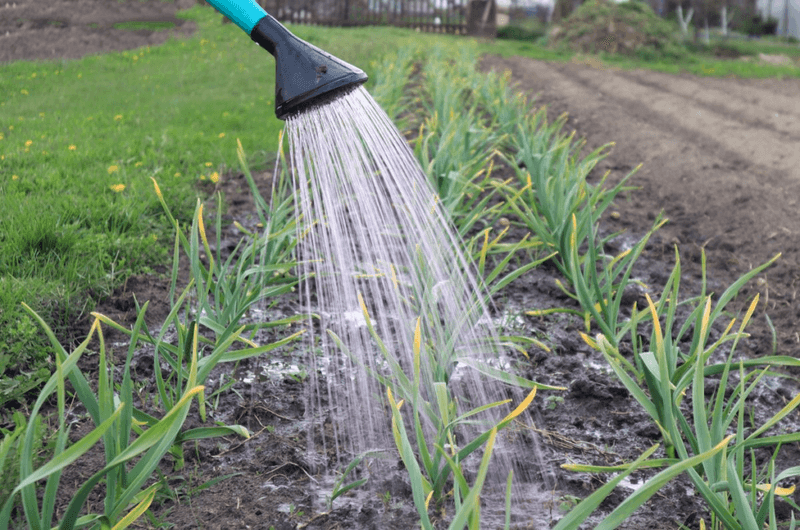 Water enough to establish garlic without saturating the bed