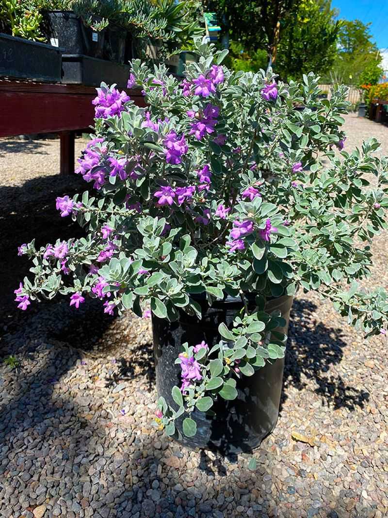 Water establishment before relying on drought tolerance