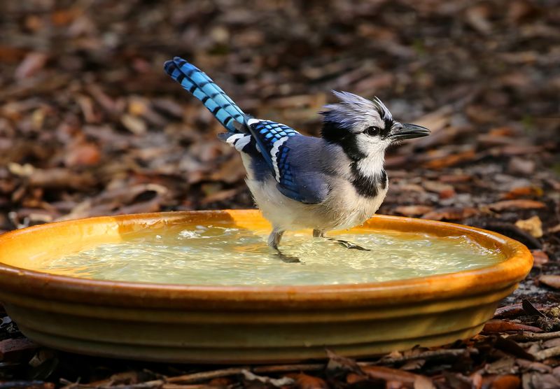 Water helps most when the yard stays hot and dry Water helps most when the yard stays hot and dry