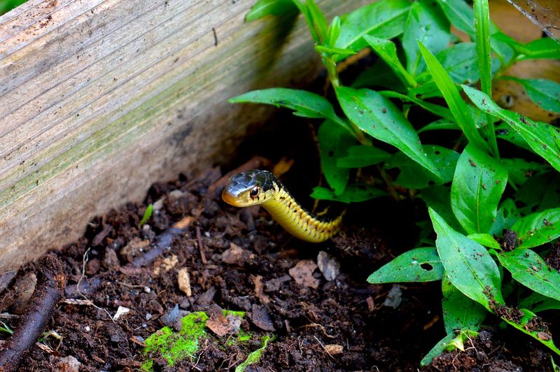 Water, shelter, and prey can bring snakes near beds