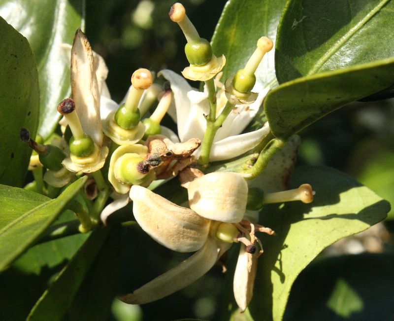 Water stress can turn flowers and young fruit into drop