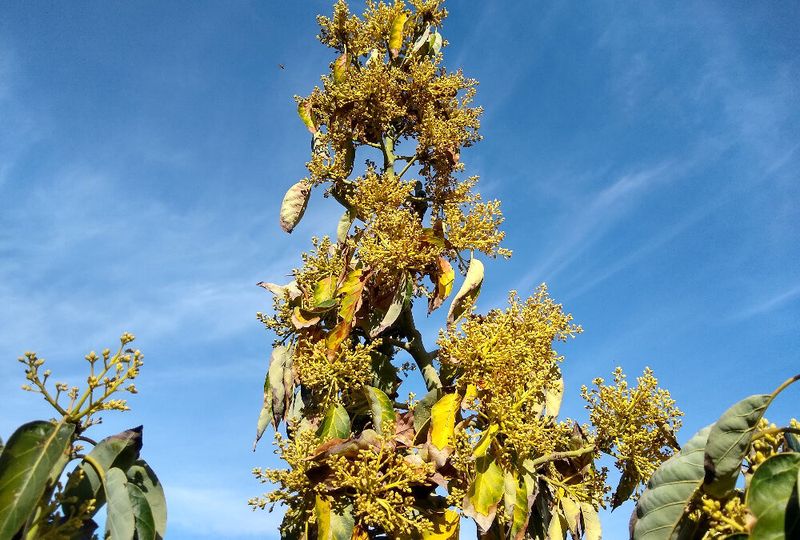 Water stress during flowering and fruit set can affect harvest Water stress during flowering and fruit set can affect harvest